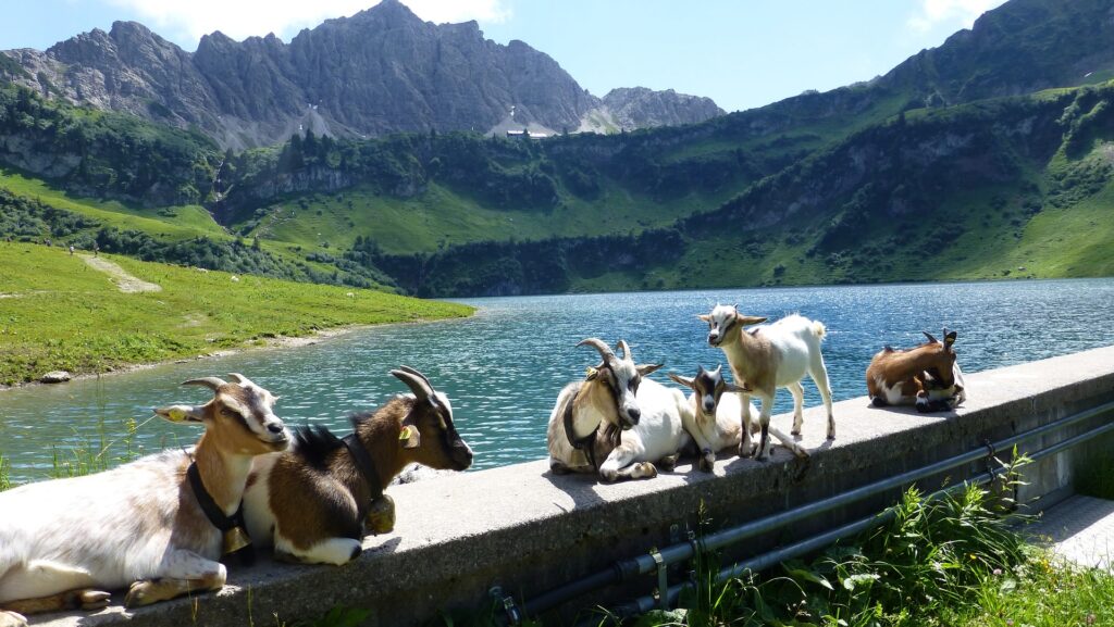 Gästekarte Tirol