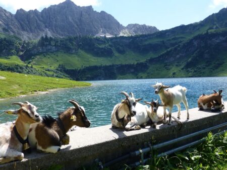 Die Gästekarte Tirol – Attraktionen und Nahverkehr kostenlos