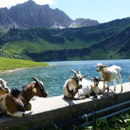 Die Gästekarte Tirol – Attraktionen und Nahverkehr kostenlos