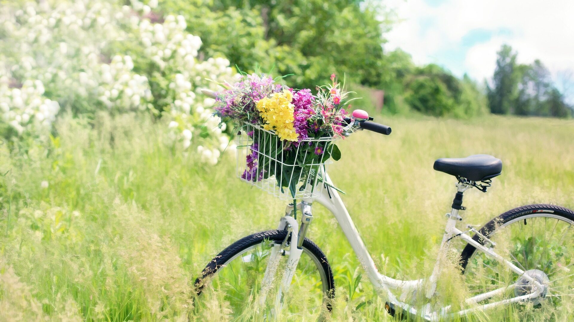 Fahrrad auf Wiese stehend