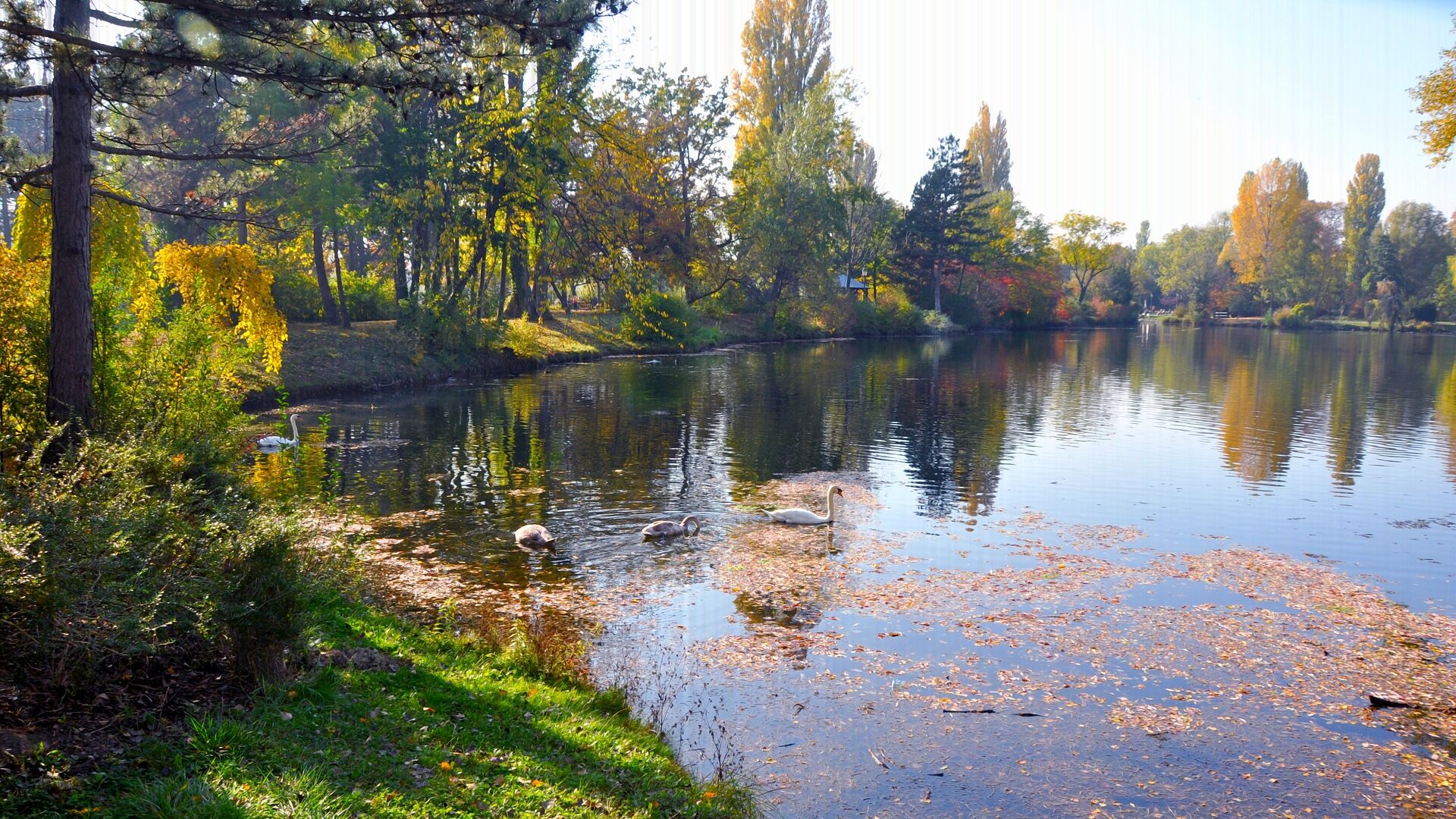 Teich mit Schwänen in Wien im Herbst
