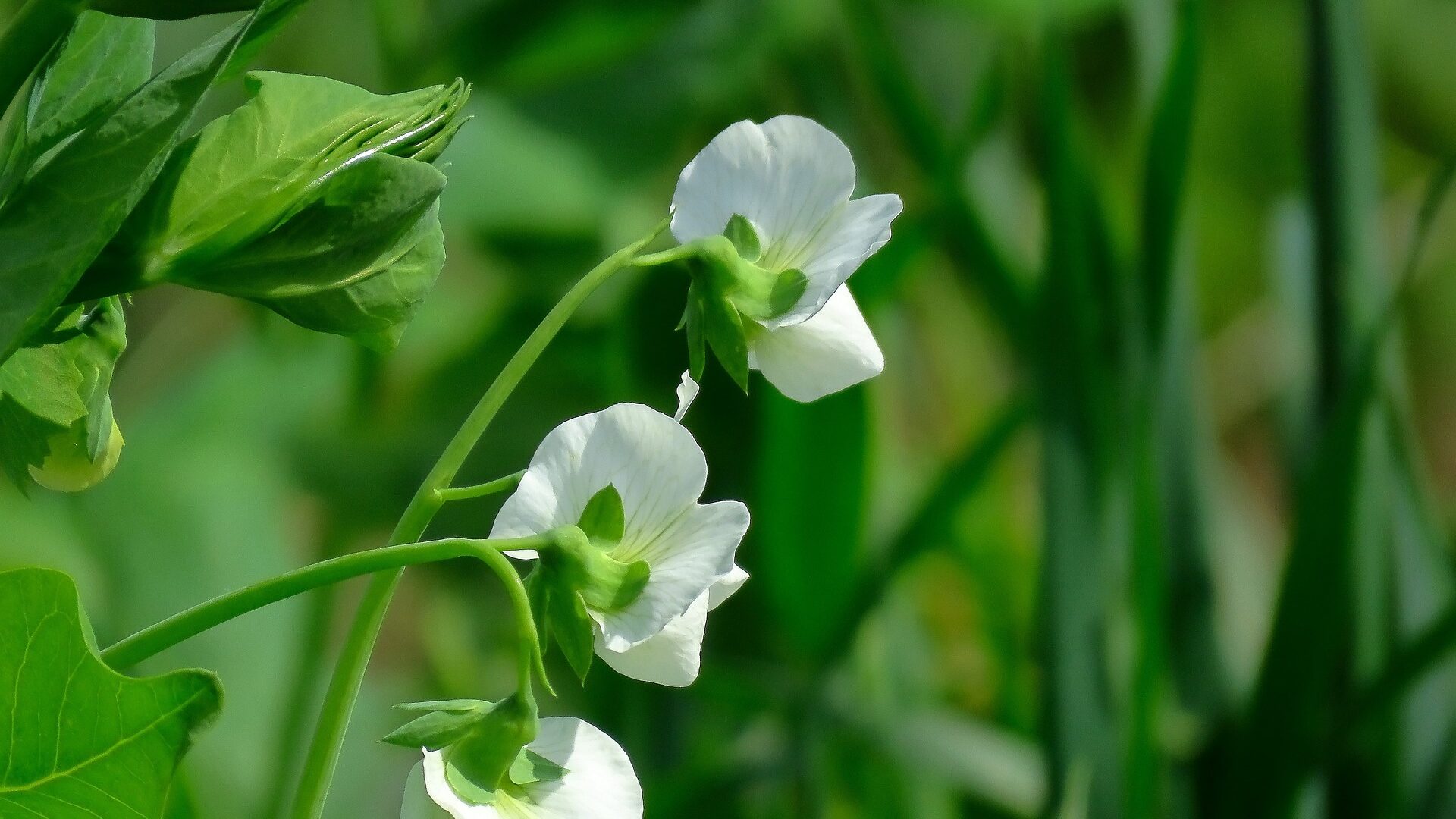 Erbsenblüte - Gregor Mendel legte durch seine Forschung an Erbsen den Grundstein für die Vererbungslehre